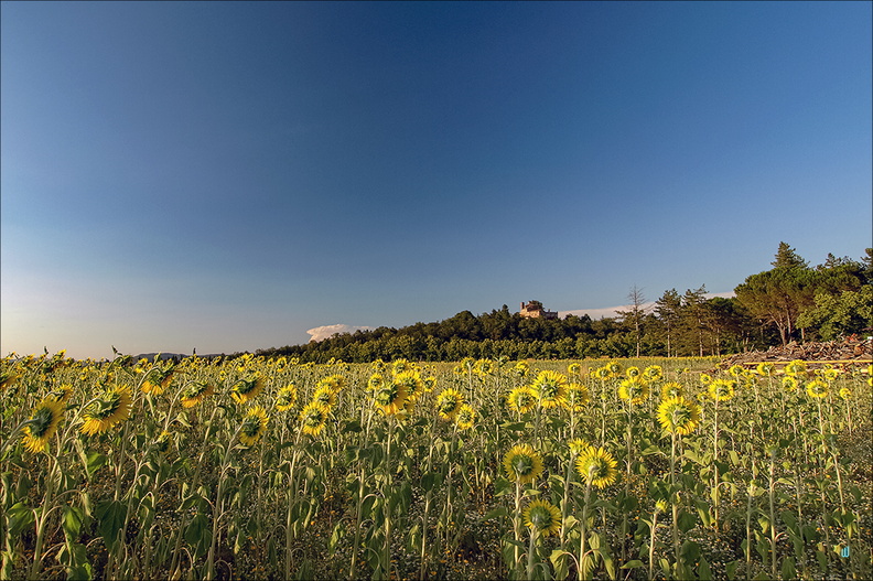 Girasoli