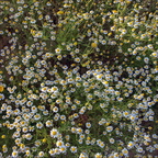 Tappeto di fiori