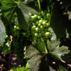 Uva