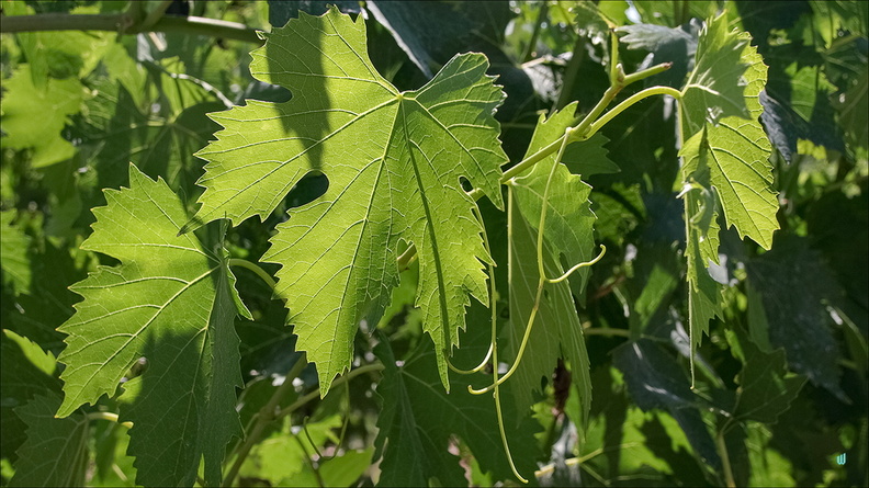Foglie