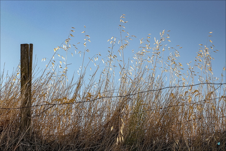 Campagna