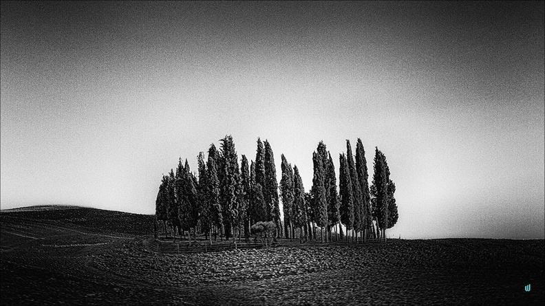 Cipressi