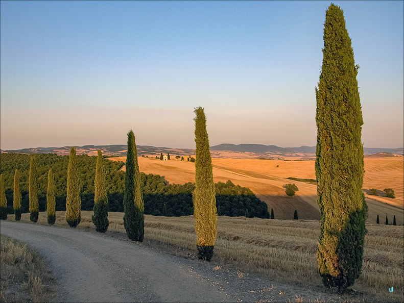 Cipressi toscani