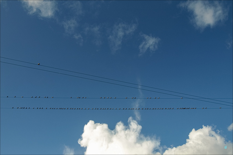 Birds 01