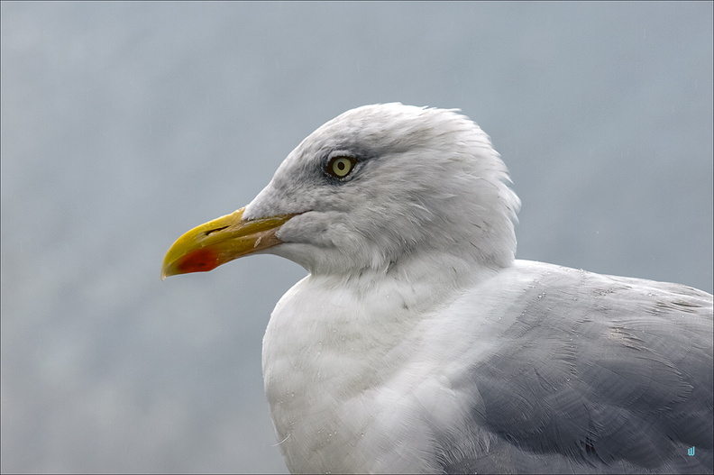 Seagull