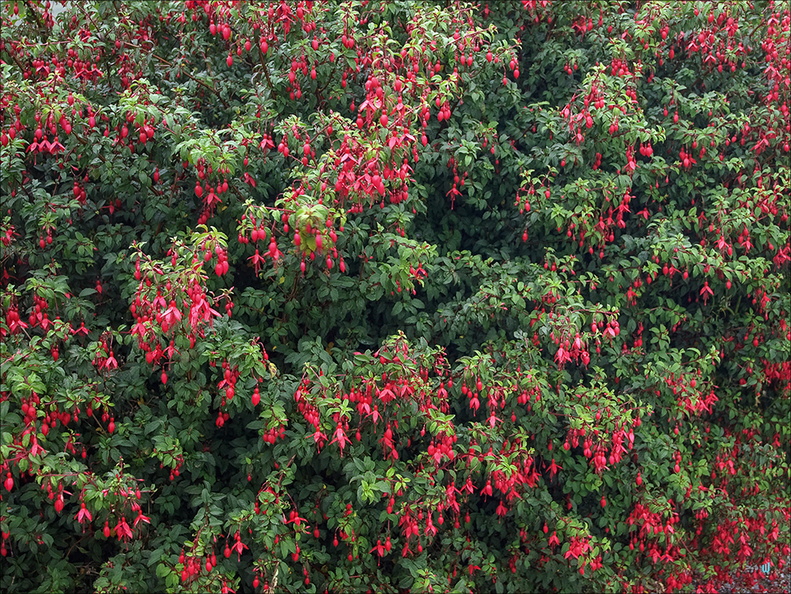 Fuchsia