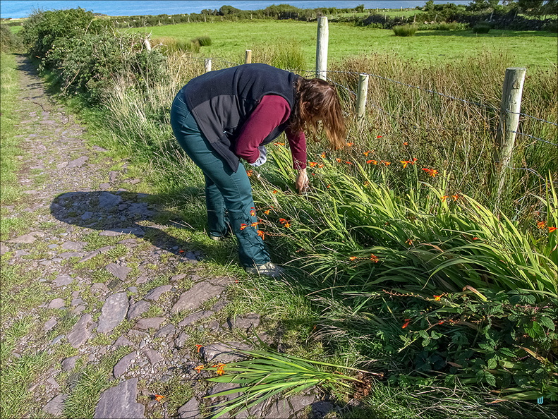 Crocosmia Montbretia