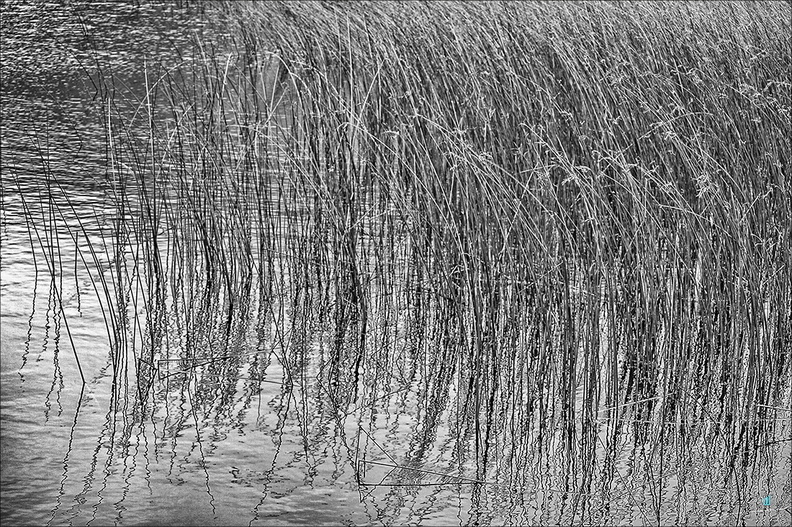 Rushes v.005