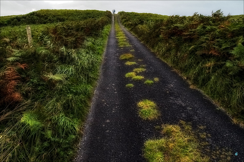 Road and ferns 02