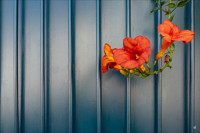 Campsis radicans v2.0