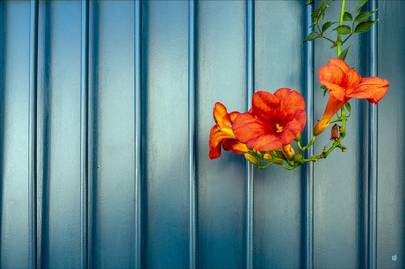 Campsis radicans v1.0