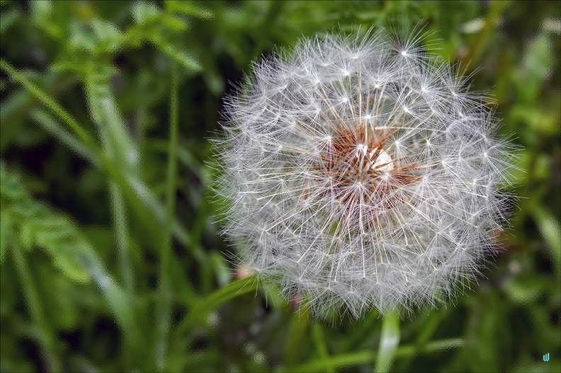 Pappus 02