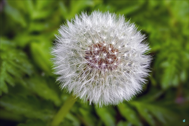 Pappus 01