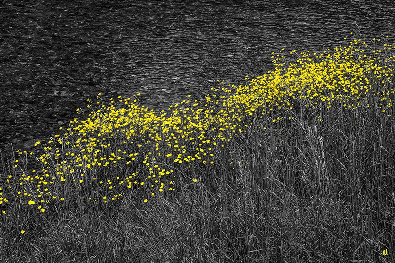 Au bord de l'eau - Yellow & Black