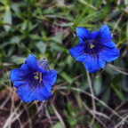 Gentiana Acaulis
