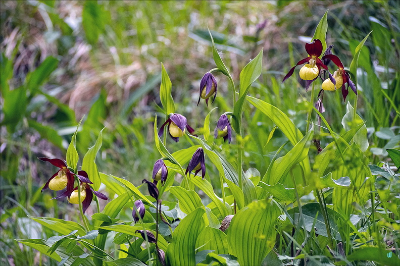 Cypripedium calceolus (Sabot de Vénus)