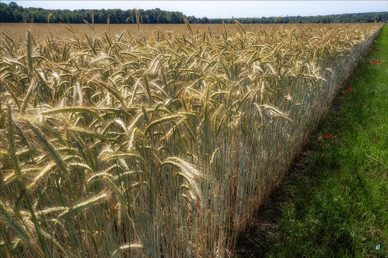 P6130296-Triangle-Field copie-1100px