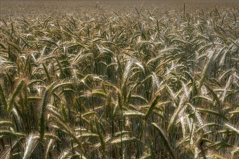 P6130299-Field-Inside copie-1100px