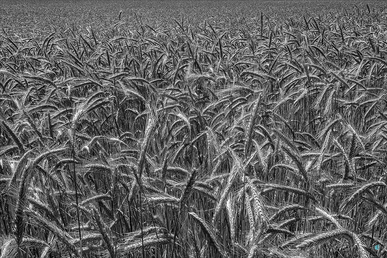P6130301-Field-B&amp;W copie-1100px
