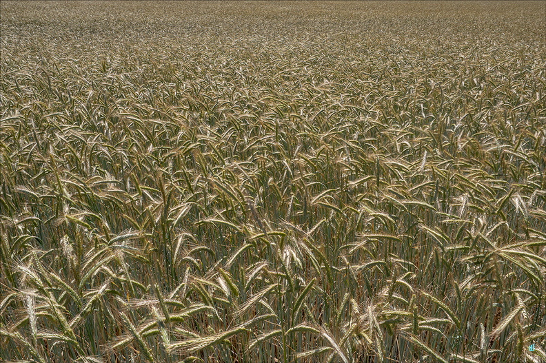 P6130315-Field-FullScreen copie-1100px