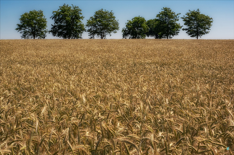 P6130322-Field-&amp;-Trees copie-1100px