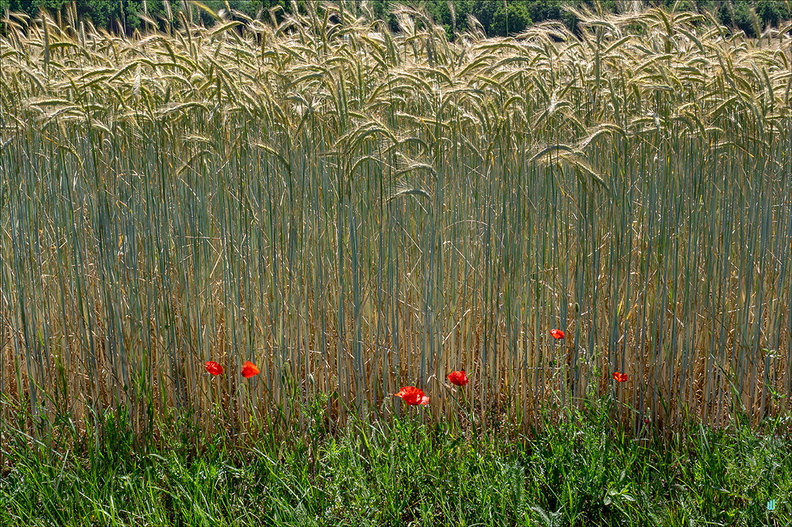 P6130343-Coquelicots copie-1100px