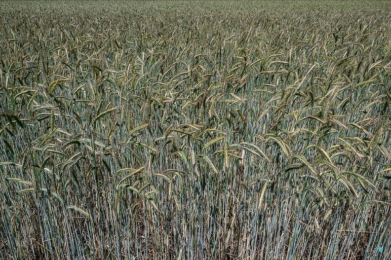 P6130364-Infinite-Field copie-1100px