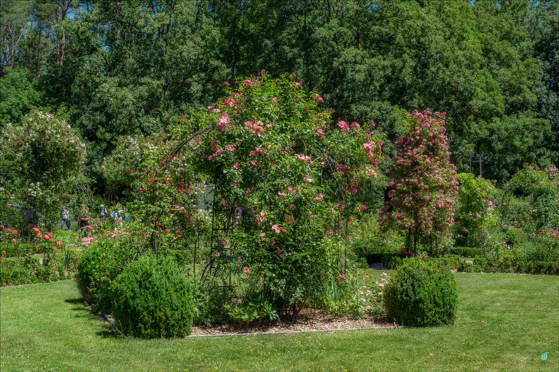 P6130445-Roseraie copie-1100px