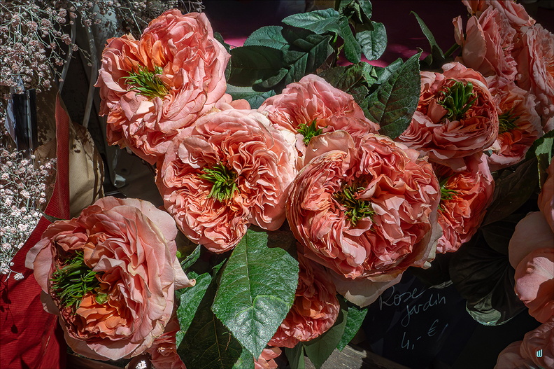 P6130460-Roses copie-1100px