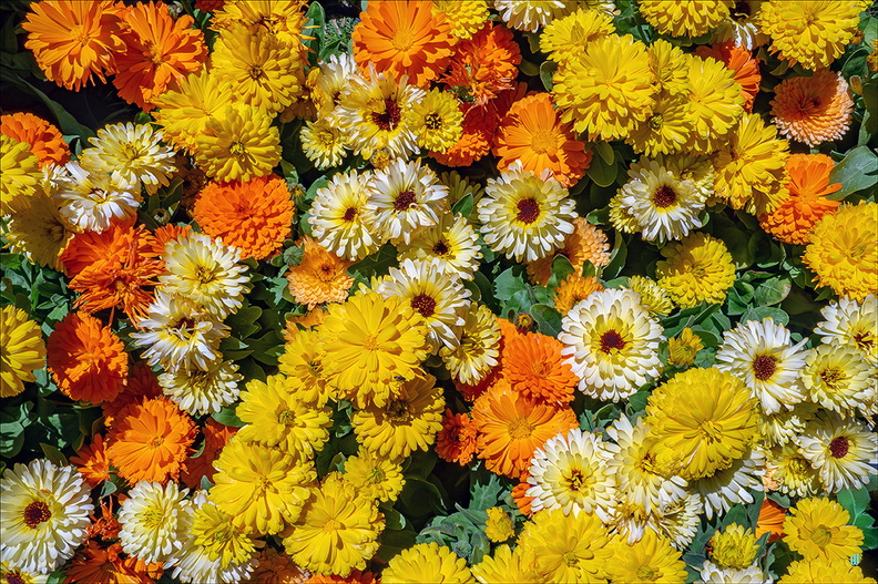 P6130495-Pompons copie-1100px