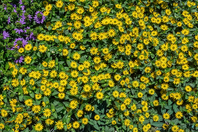 P6130502-Yellow copie-1100px