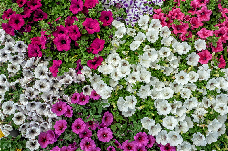 P6130504-Multicolor copie-1100px