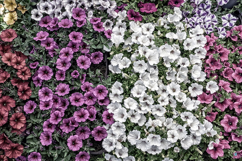 P6130505-Petunia copie-1100px