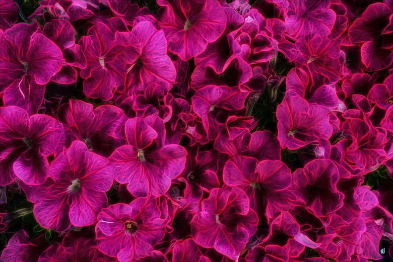 P6130507-Red-Petunia copie-1100px
