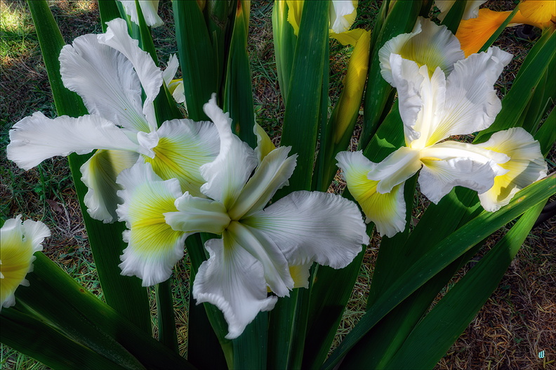P6130591-White-Iris copie-1100px